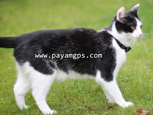 ردیاب جی پی اس GPCats بهترین ردیاب گربه