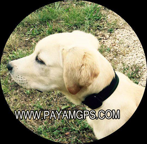 قیمت ردیاب جی پی اس کوچک برای ردیابی آنلاین سگ و گربه